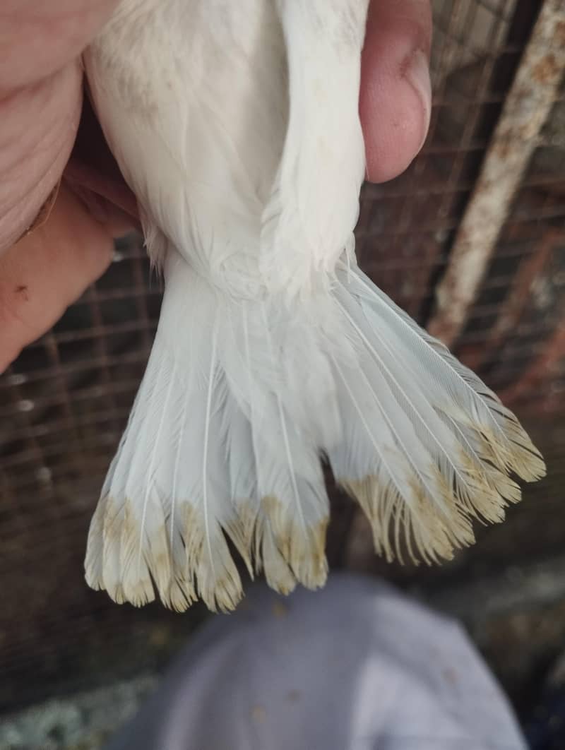 albino common Latino and split Java 19