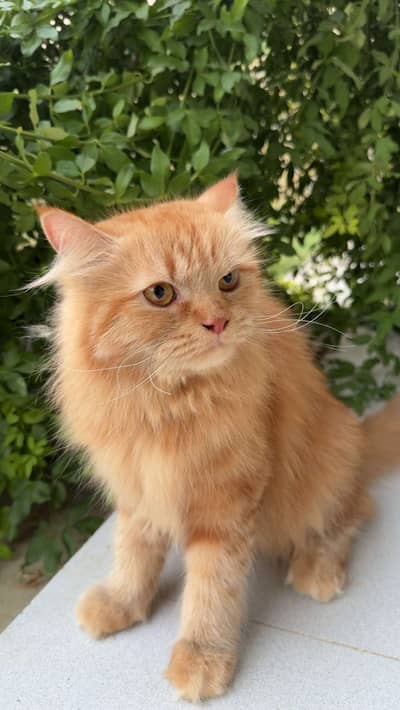 Persian Cat For Sale