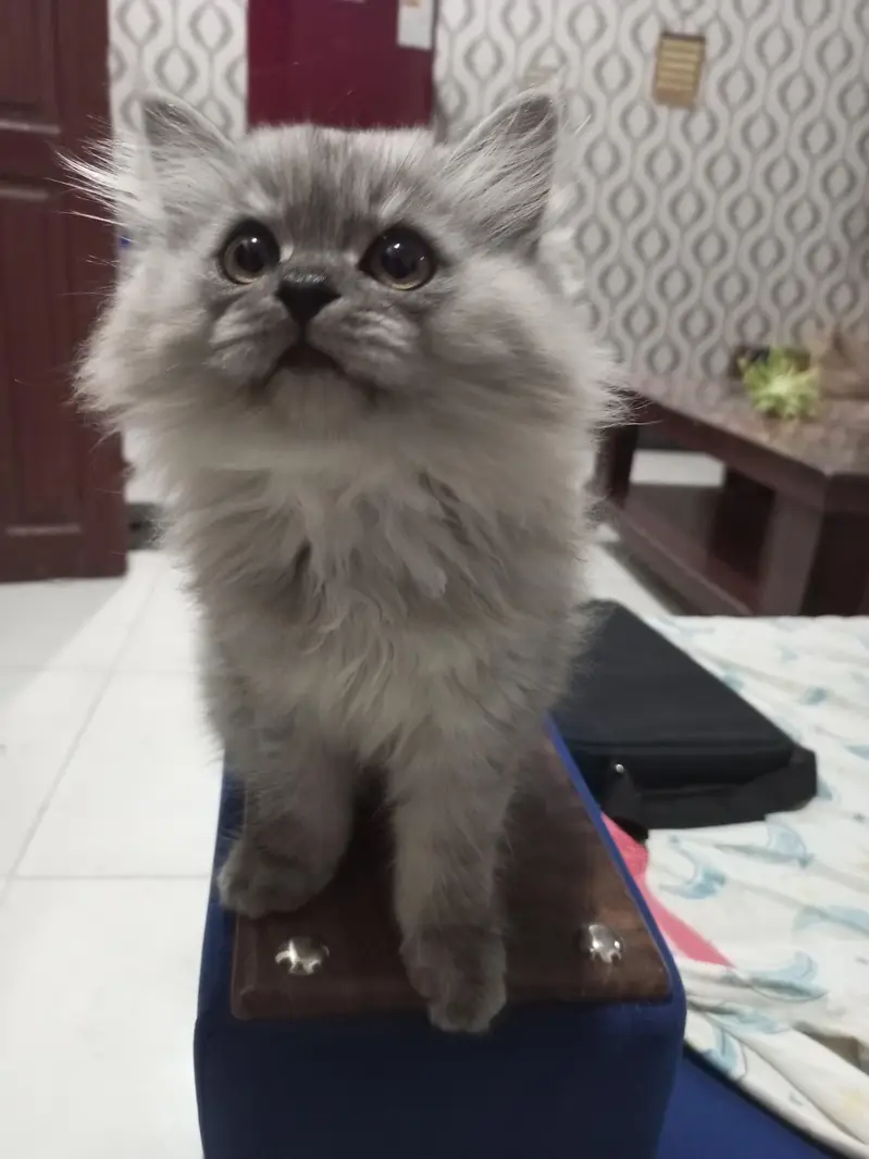 Persian kittens for sale — photo 3