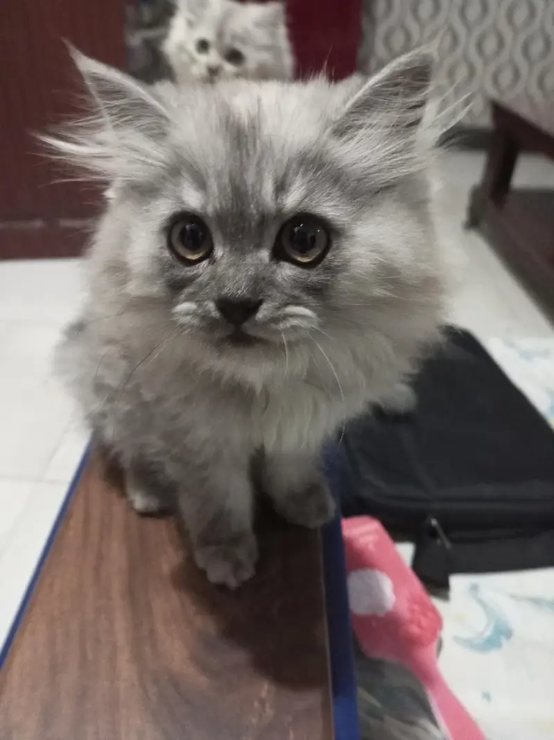 Persian kittens for sale — photo 4