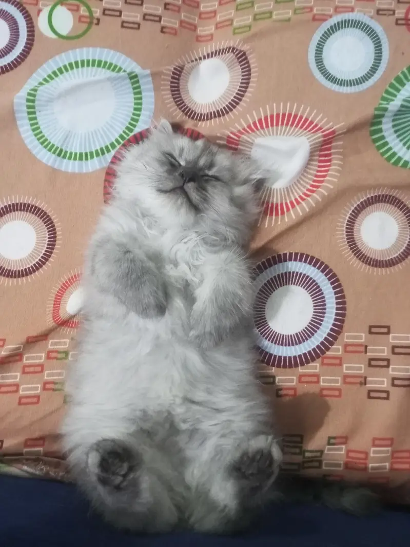 Persian kittens for sale — photo 5