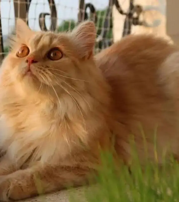 Fluffy soft obedient Ginger brown colour Male Simba White Female Cat