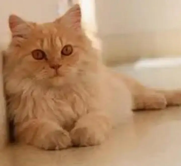Fluffy soft obedient Ginger brown colour Male Simba White Female Cat — photo 2