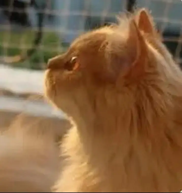 Fluffy soft obedient Ginger brown colour Male Simba White Female Cat — photo 3