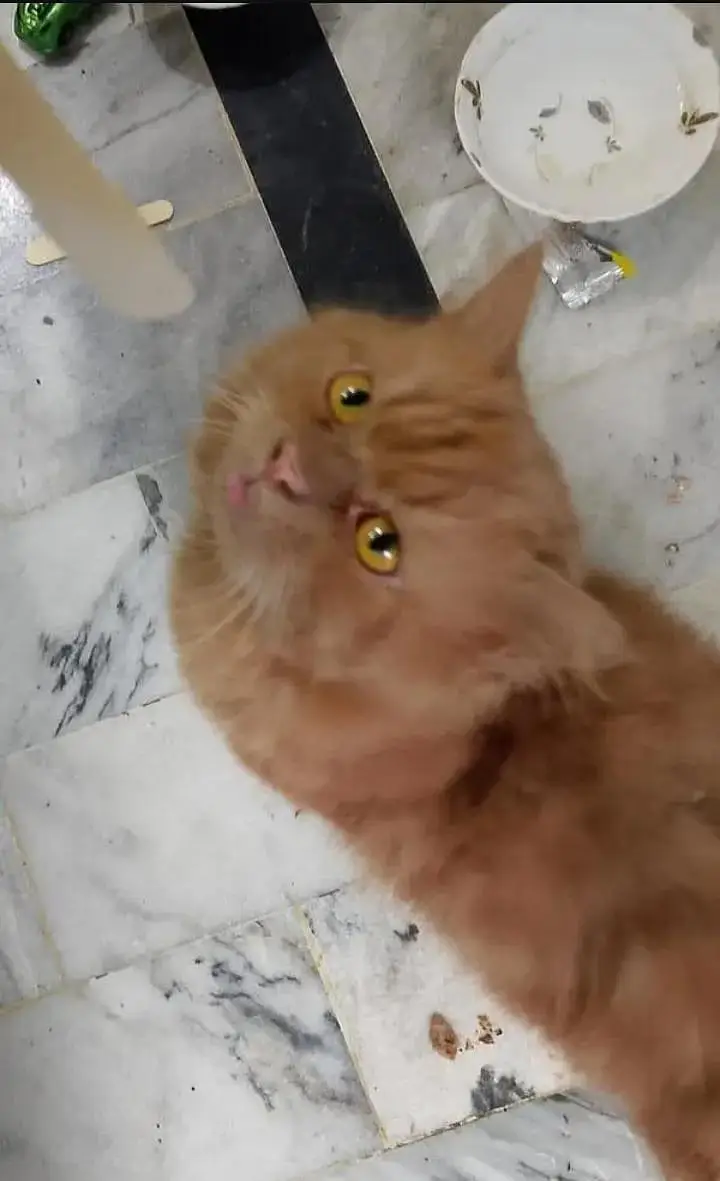 Fluffy soft obedient Ginger brown colour Male Simba White Female Cat — photo 4