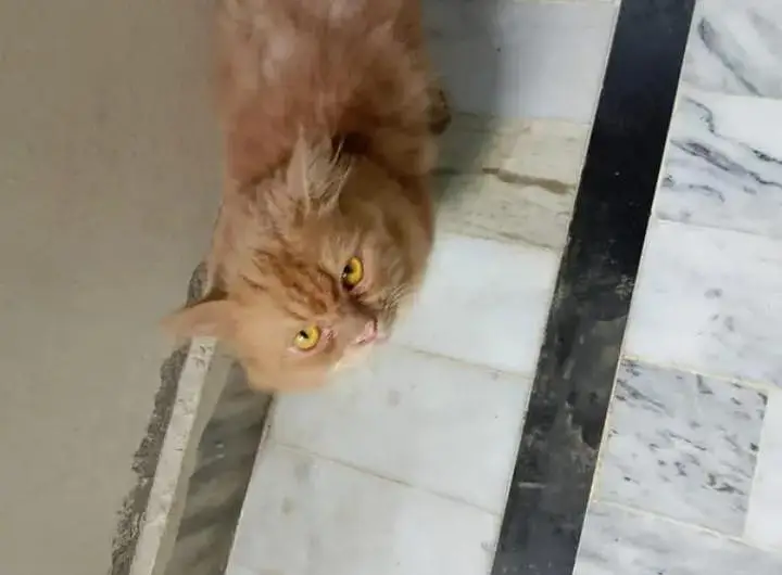 Fluffy soft obedient Ginger brown colour Male Simba White Female Cat — photo 5