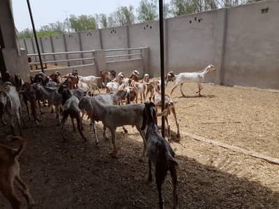 گائےاور بکریاں برائے فرو خت دودھ بھی اور گبن بھی