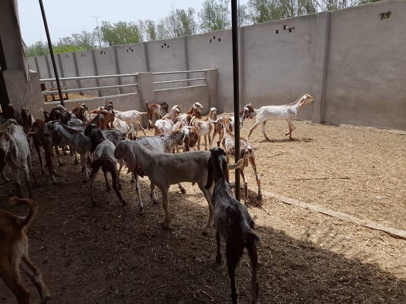 گائےاور بکریاں برائے فرو خت دودھ بھی اور گبن بھی 0