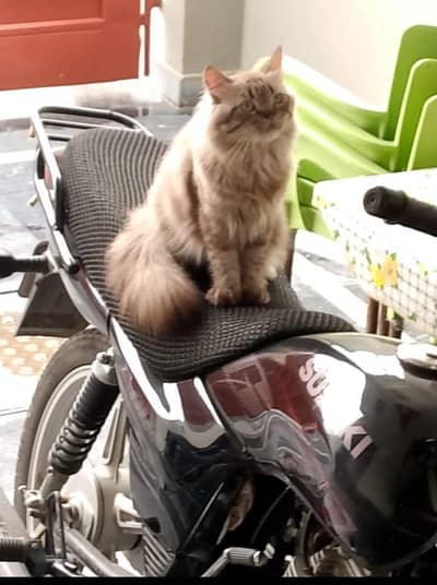 Siberian persian kitten