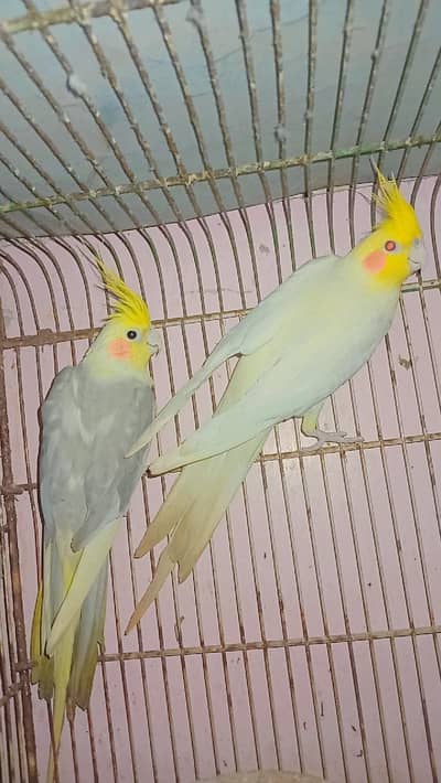 Beautiful Pair Of Healthy Cockatiels For Sale