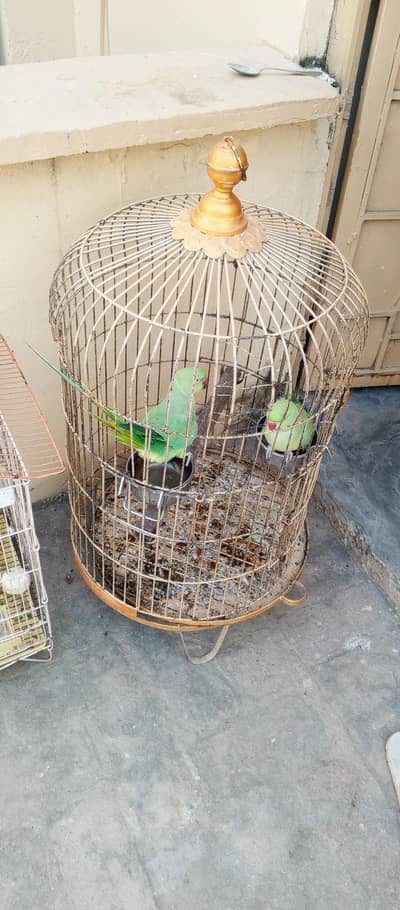 Africangray parrot Cage