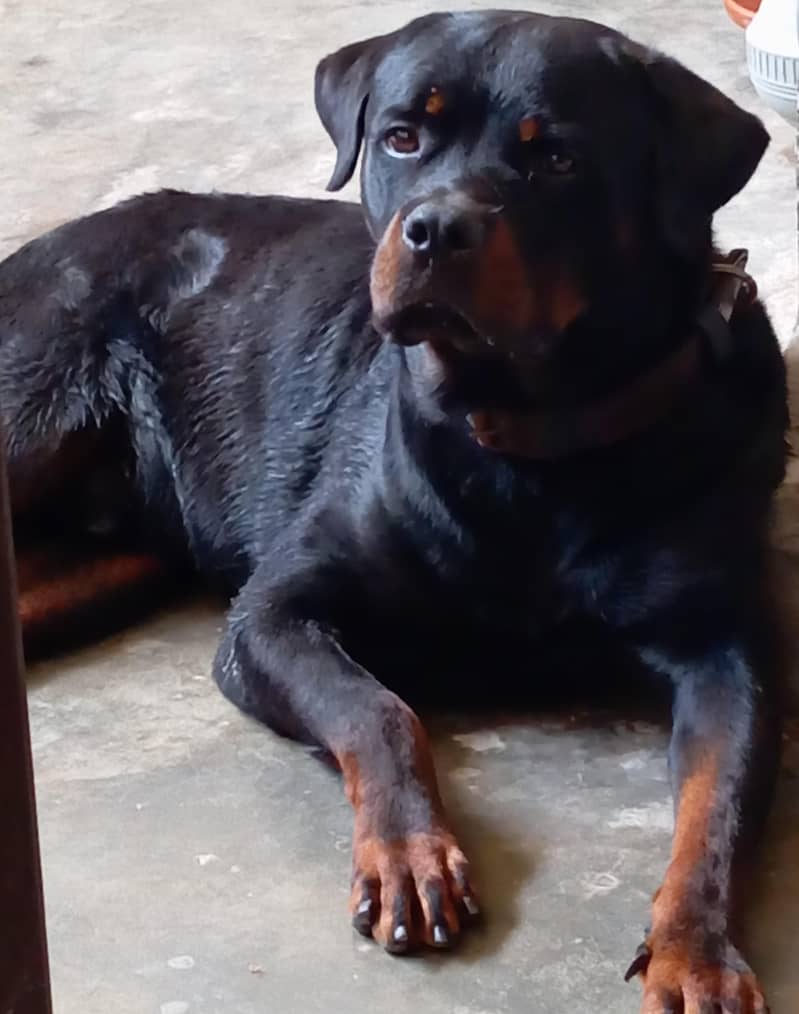 Rottweiler For Sale Dogs 1107931769