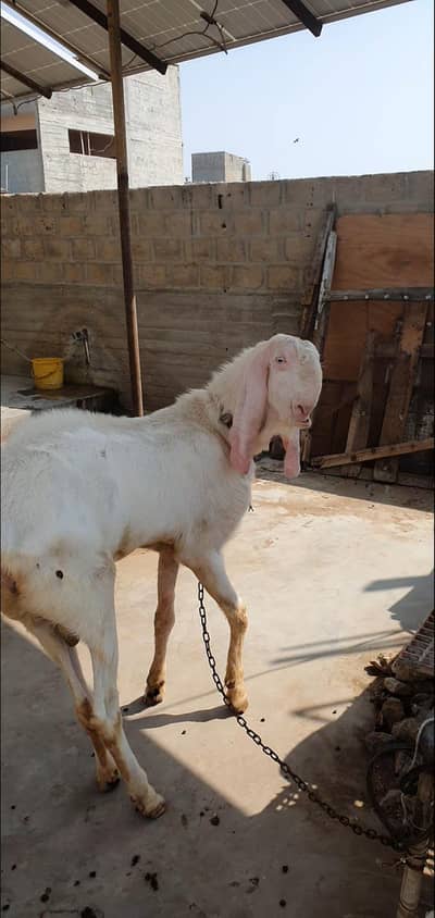 jajanpure gulab breader i bakra ha