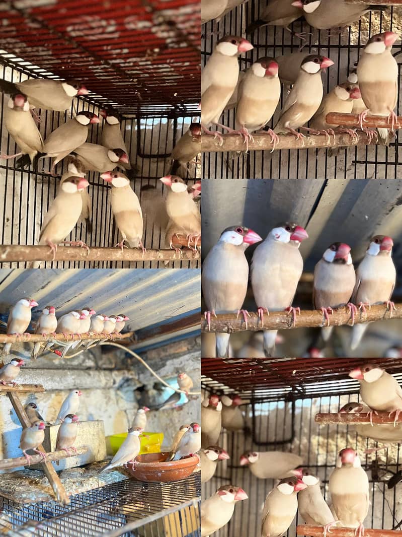 Fawn java | Gray java | Silver java | Java breeder pair | Java birds | 0