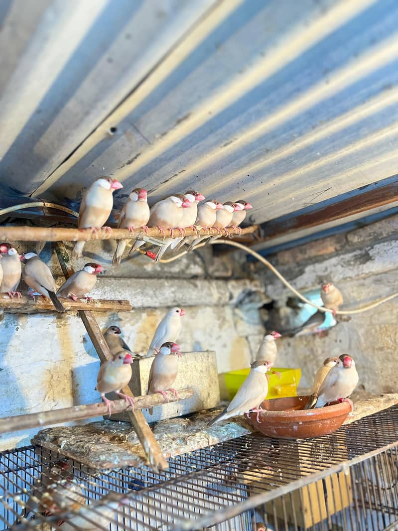 Fawn java | Gray java | Silver java | Java breeder pair | Java birds | 2