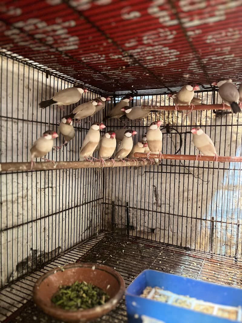 Fawn java | Gray java | Silver java | Java breeder pair | Java birds | 3
