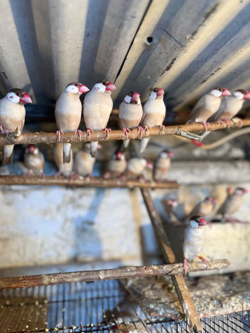 Fawn java | Gray java | Silver java | Java breeder pair | Java birds | 5