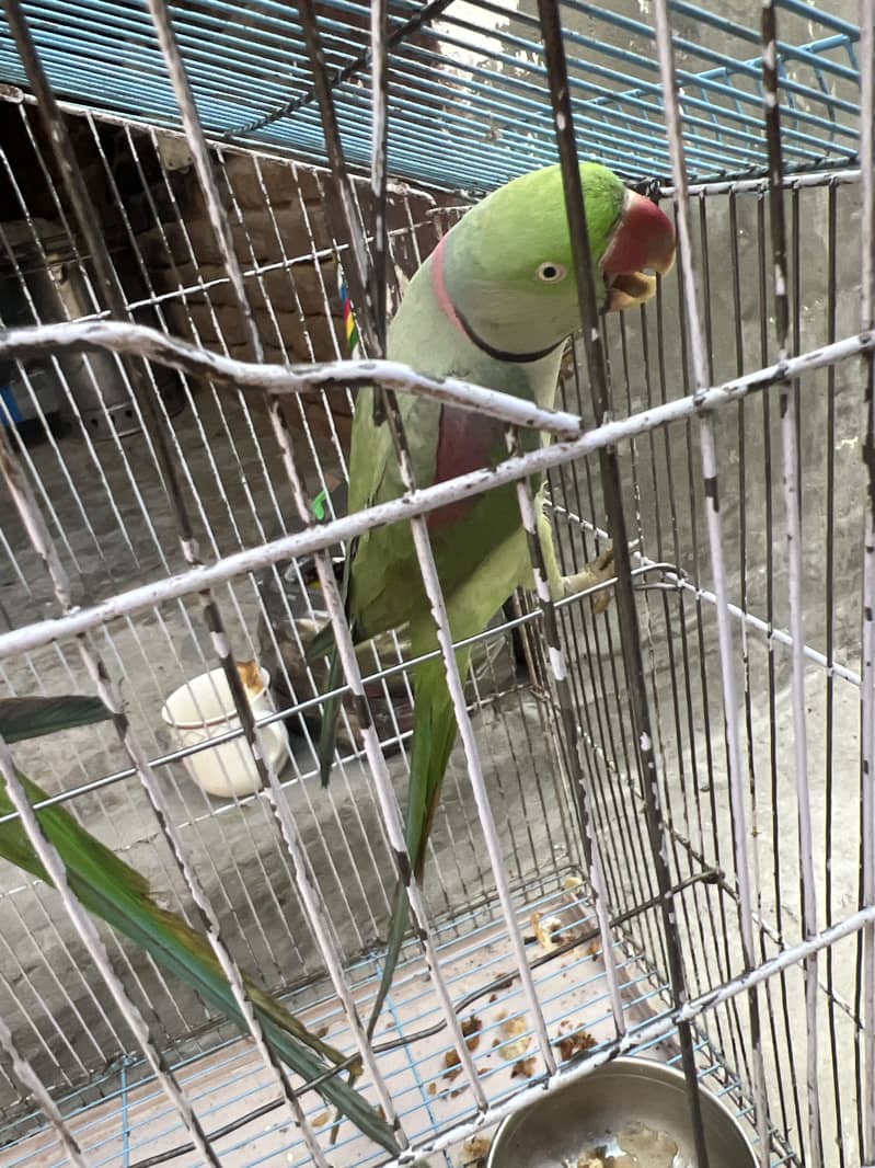 Parrot 2