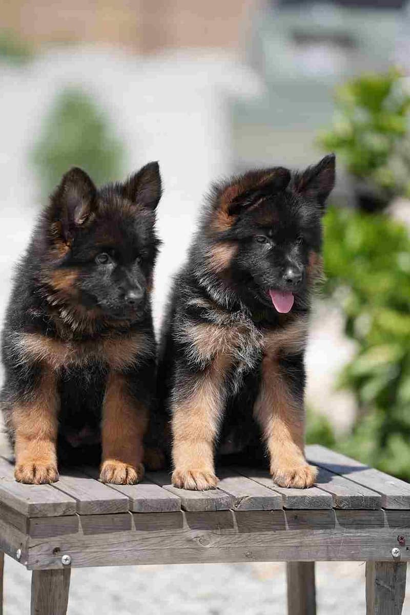 German shepherd puppies 03305406115 Dogs 1107939343