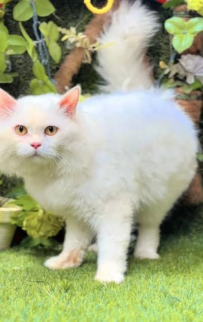 male and female cat available 03238803792