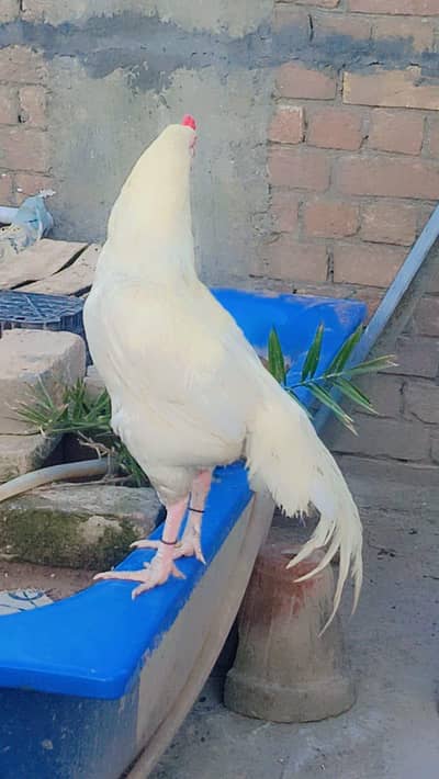 Hira Aseel Chicks (Paper White) | Lakha, China, Mianwali, Mushka