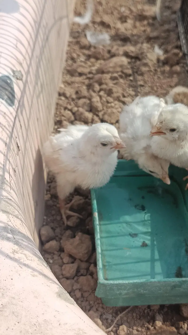 Hira Aseel Chicks (Paper White) | Lakha, China, Mianwali, Mushka — photo 3