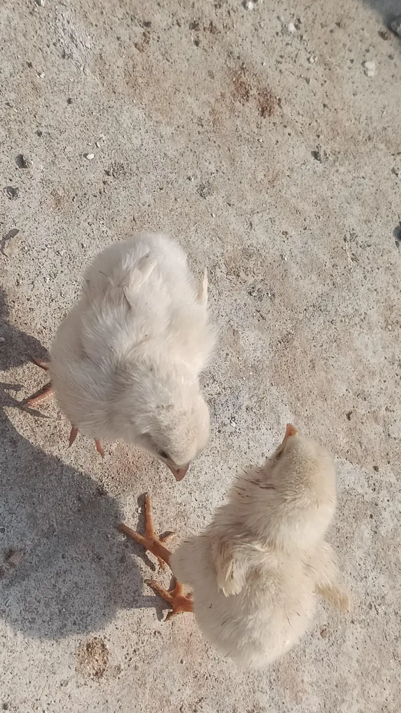 Hira Aseel Chicks (Paper White) | Lakha, China, Mianwali, Mushka — photo 11