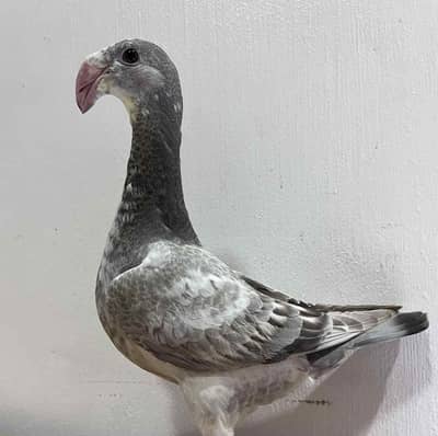 Different Breeds pair available