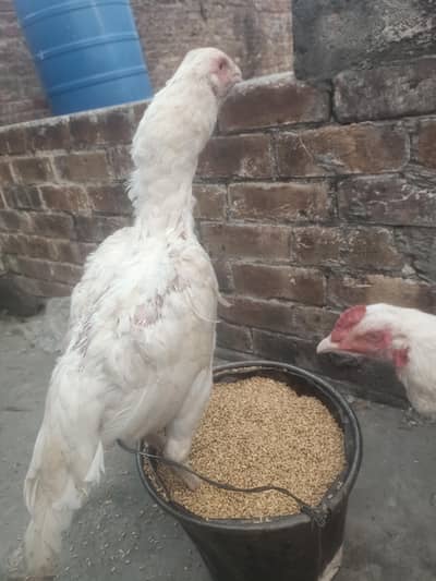 I'm for Heera aseel pair