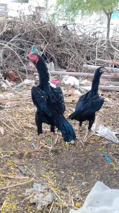 Black German O Shamo