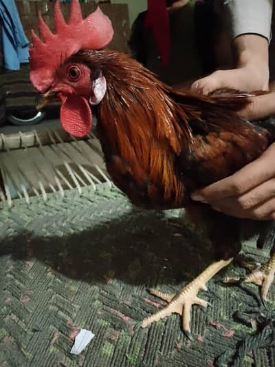 Desi Murgha for Sale