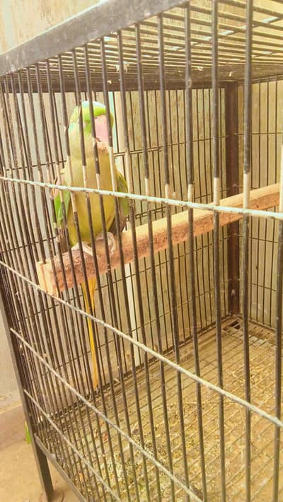 Alexanderine Jumbo Size