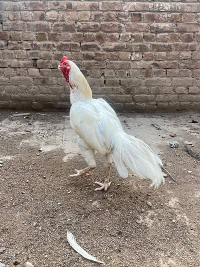 Aseel white paper Heera