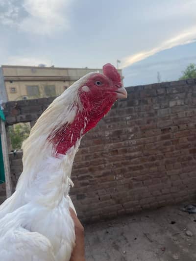 Aseel white paper Heera