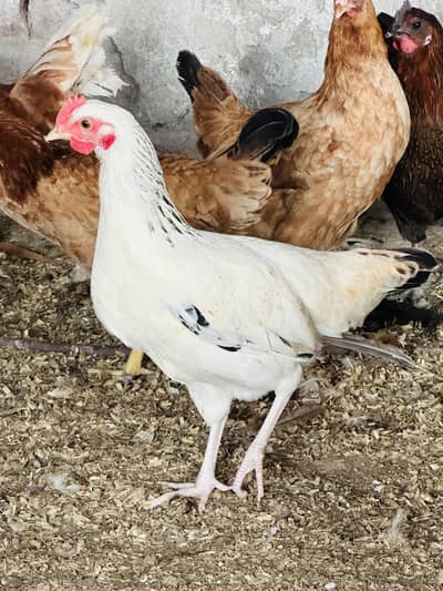 Golden Misri|Lohman| Desi Hen| PATHI Chicks| egg laying starter fayomi