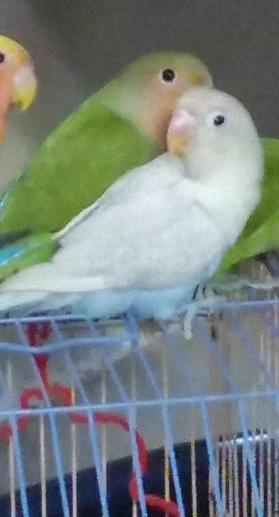 Healthy parrot's for sales