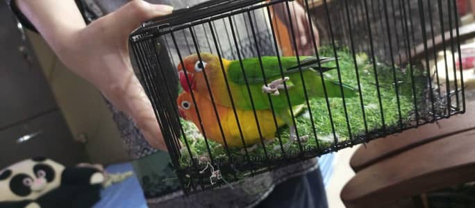 Healthy parrot's love birds for sales
