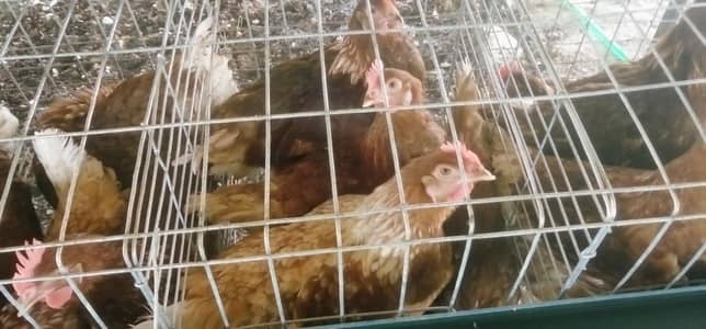 lohman brown/Lohman black hens