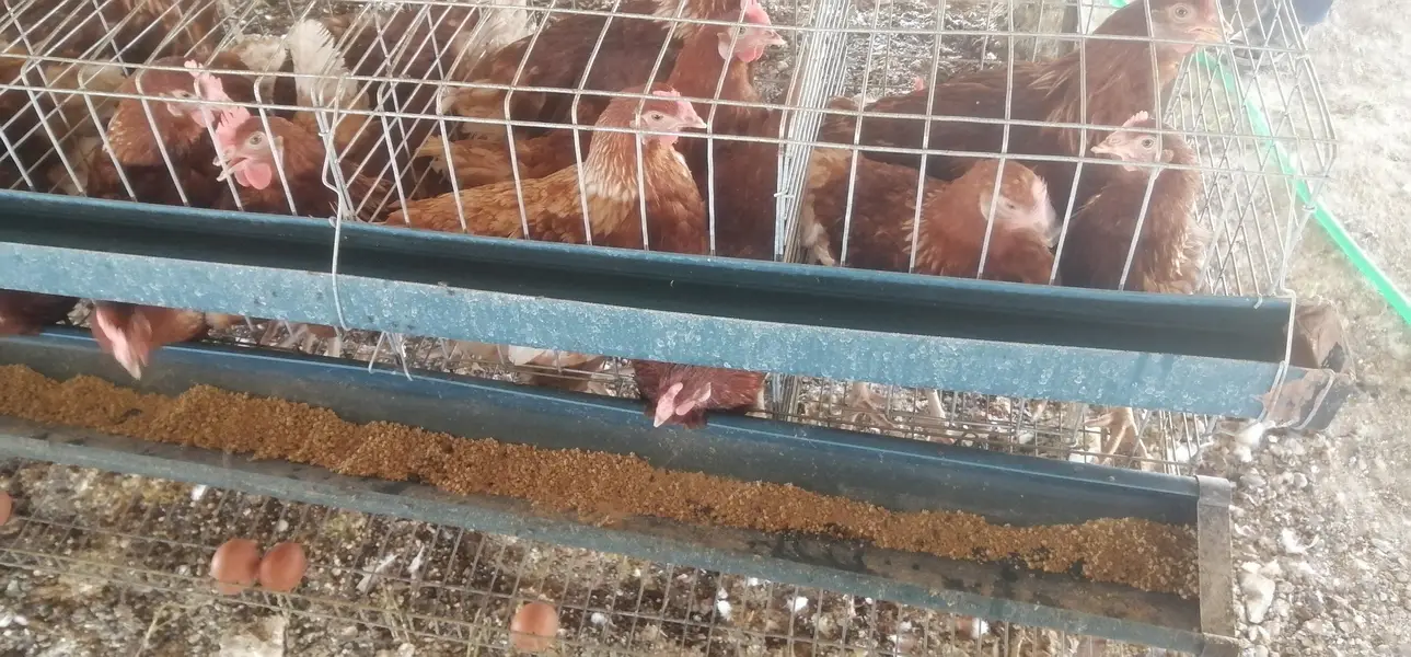 lohman brown/Lohman black hens — photo 3