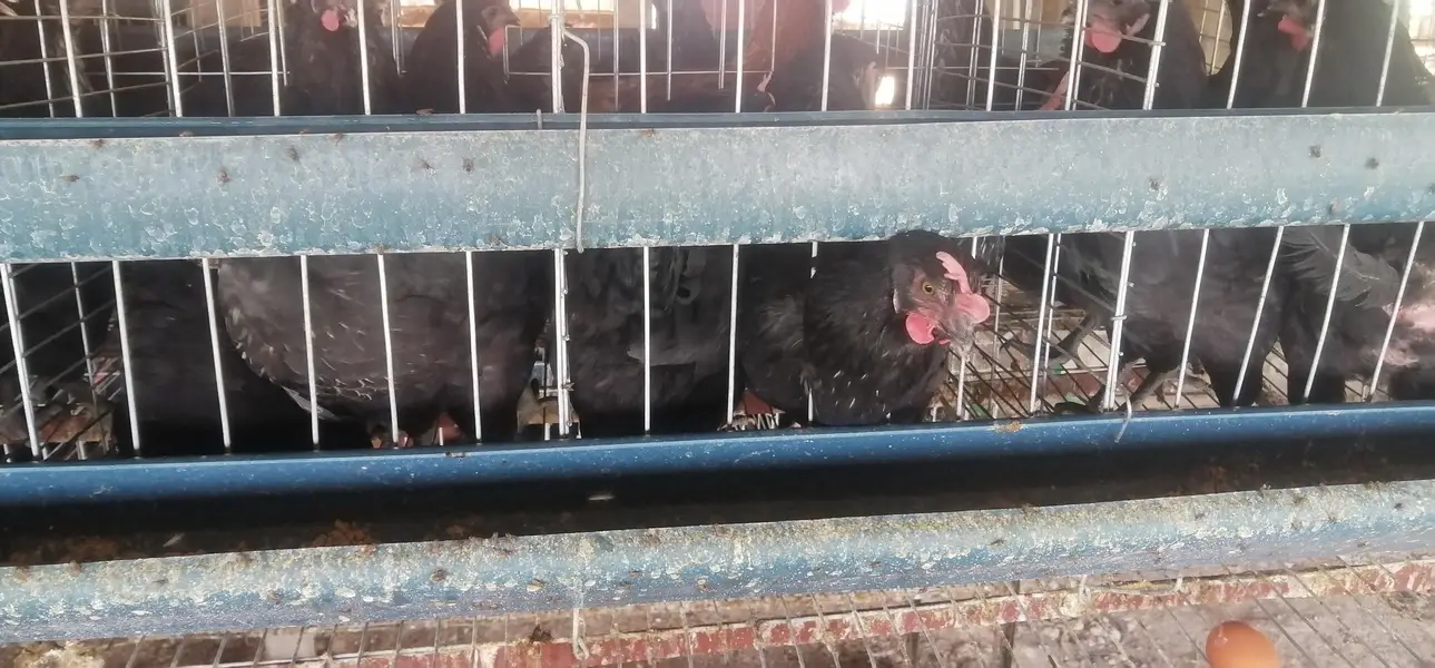 lohman brown/Lohman black hens — photo 4