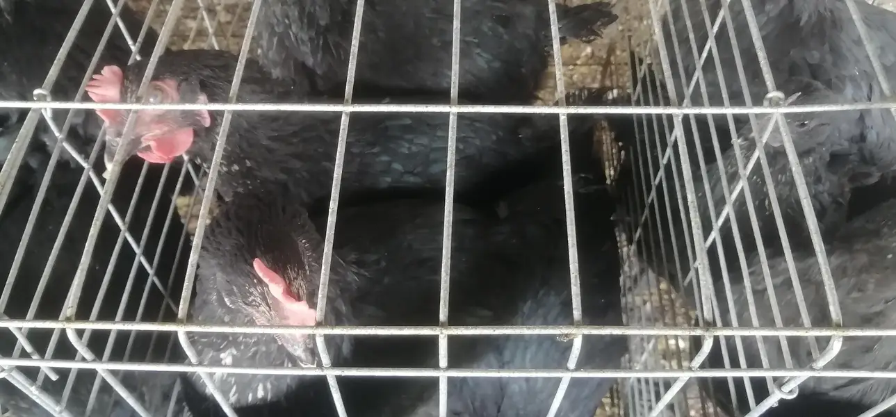 lohman brown/Lohman black hens — photo 5