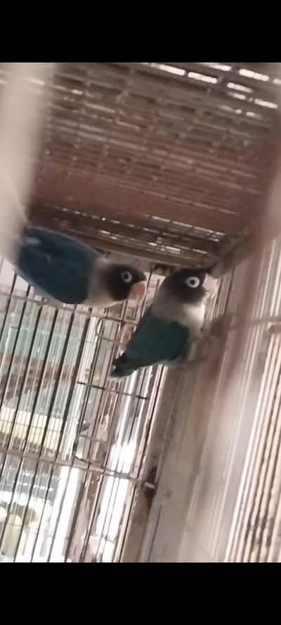 Black Mask breeder pair