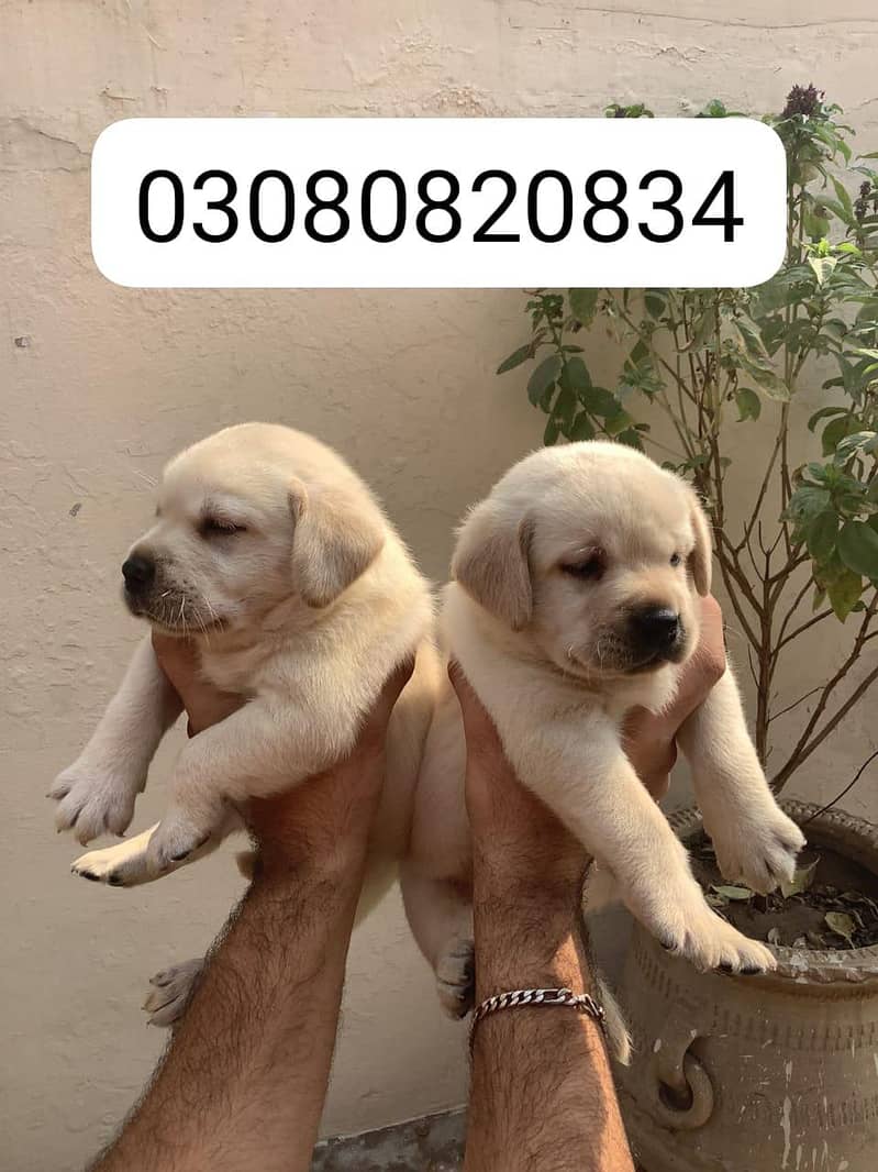 British Labrador male puppy 0/3/0/8//0/8/2/0/8/3/4 Dogs 1107965730