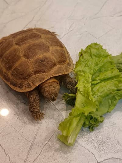 Baby russian tortoise for sale