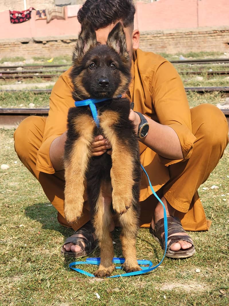 german shepherd long coat male puppy available for sale Dogs