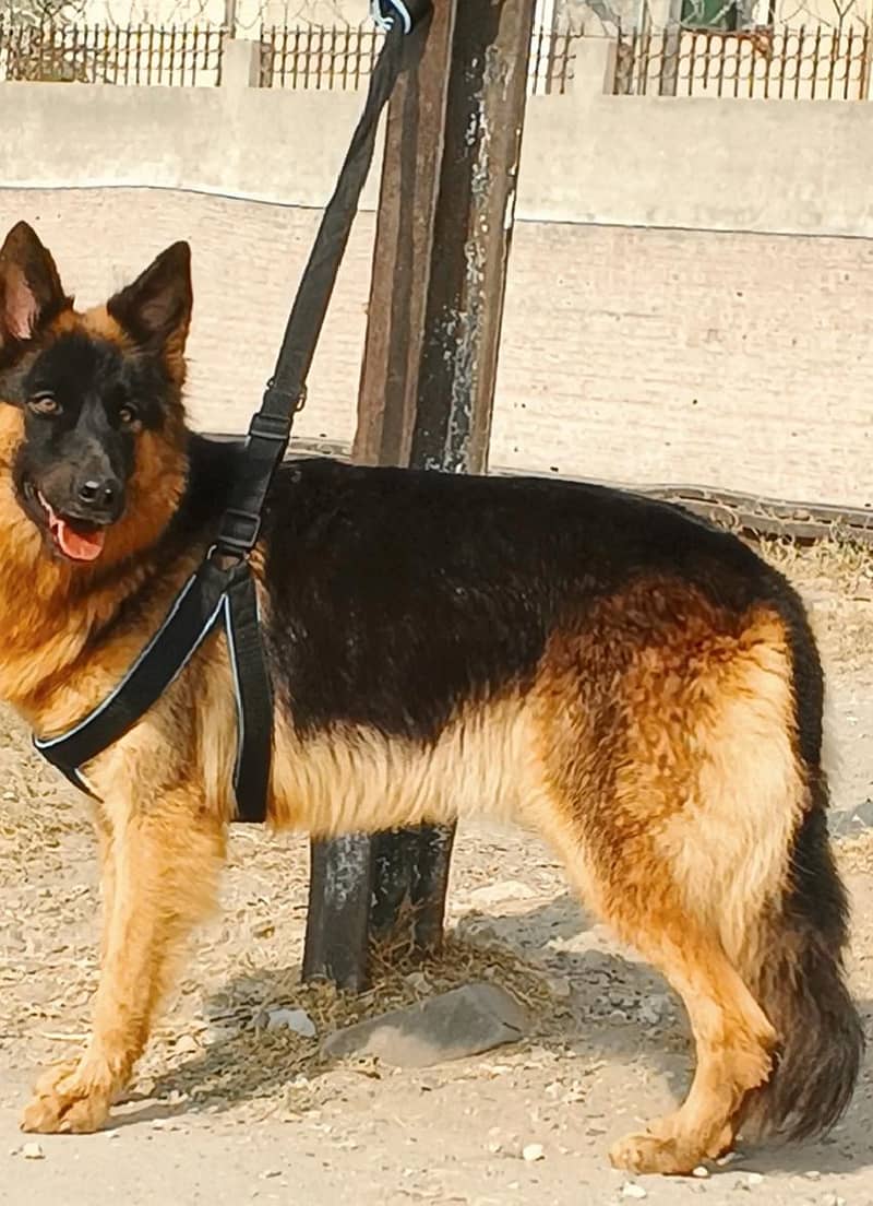 German Shepherd female breeder for sale Dogs 1107971766