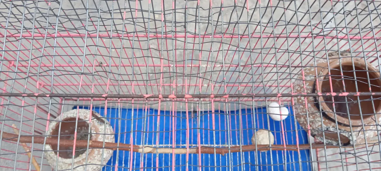 Cage 1.5/2 — photo 7