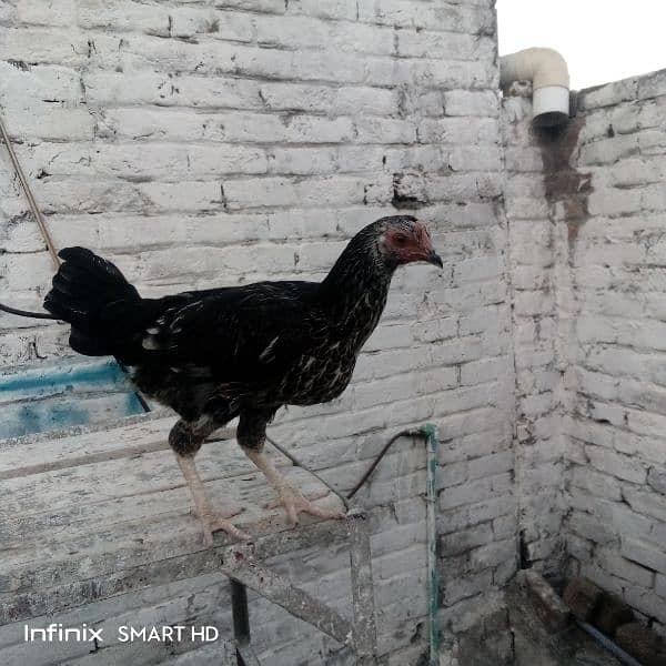 اسیل دیسی کراس 0