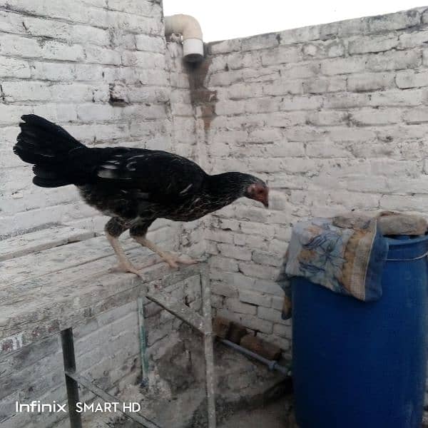 اسیل دیسی کراس 3