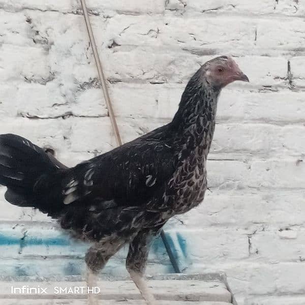 اسیل دیسی کراس 4